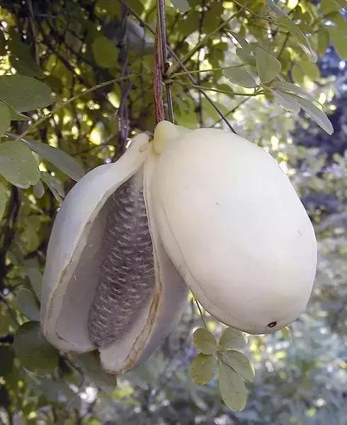 吃过这五种水果是土豪,这些水果吃过一半以上的全是土豪