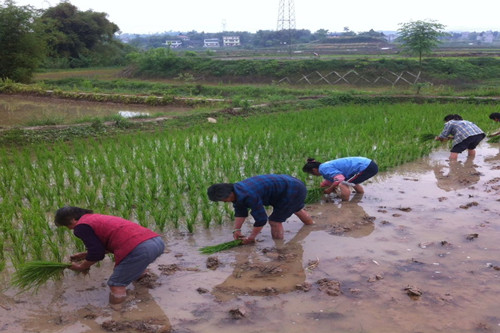 立夏栽秧好还是小满栽秧好,立夏小满正栽秧完整视频