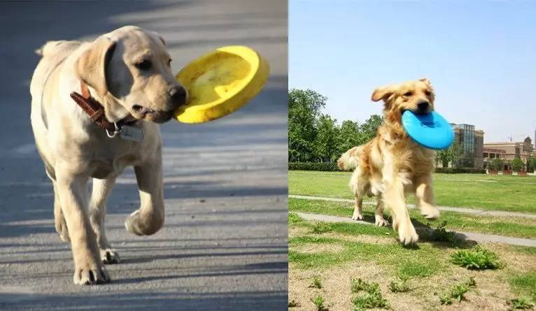 狗狗最爱的7种玩具其实都很便宜,狗狗最喜欢的十大玩具推荐