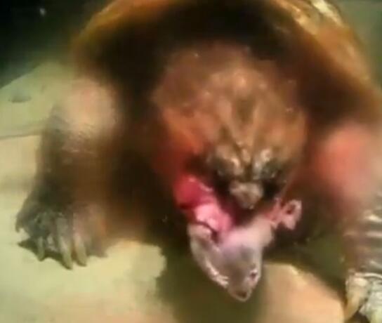 鳄龟活吞老鼠,鳄龟咬人瞬间死亡