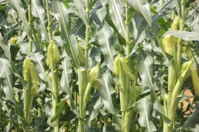 悦榕庄banyantree酒店,新加坡民丹岛酒店攻略