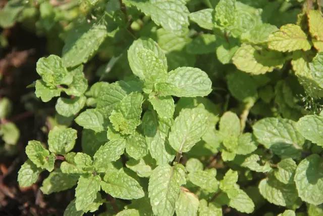 悦榕庄banyantree酒店,新加坡民丹岛酒店攻略