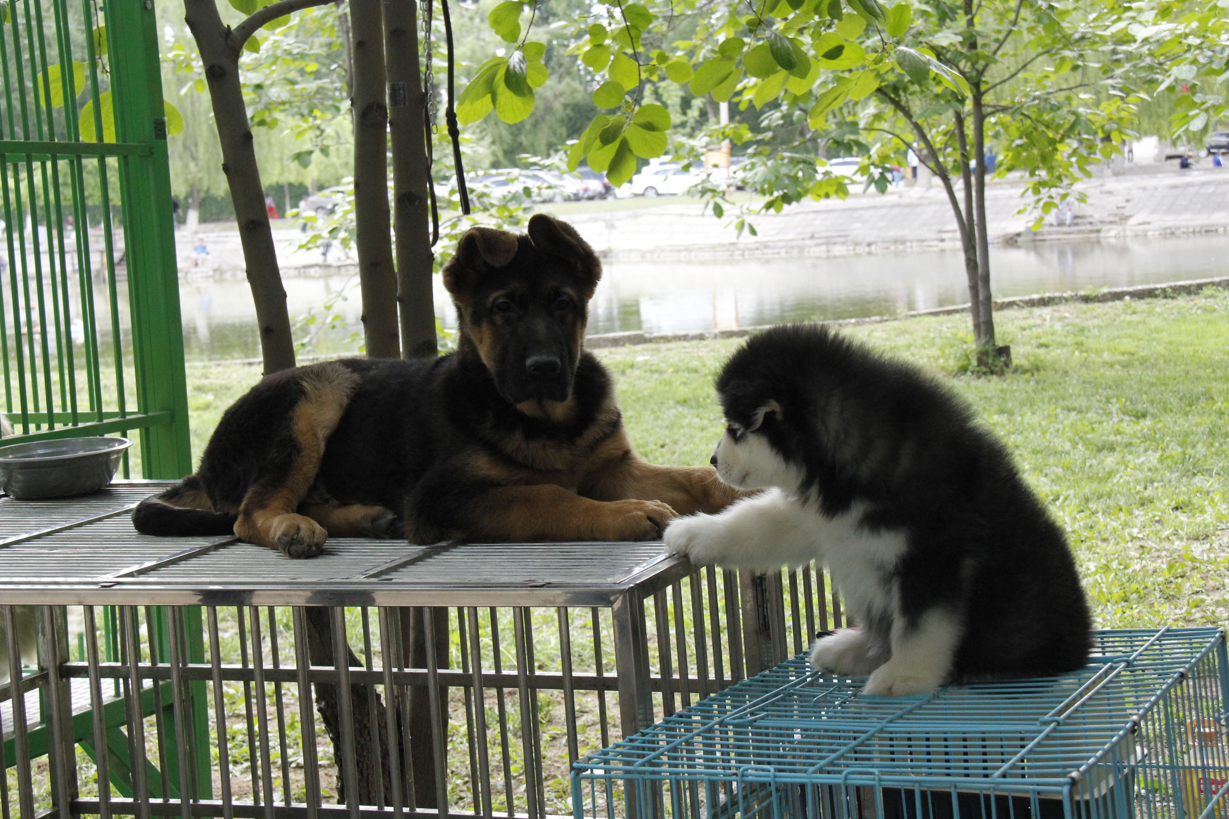 simon说狗：京北唯一纯种犬狗狗集市开业见闻