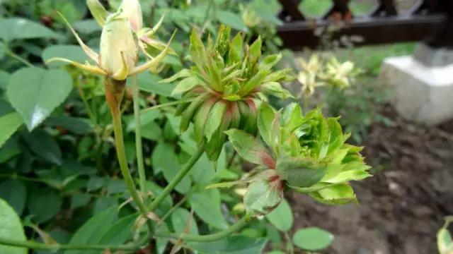 世界首座月季博物馆,月季主题公园月季博物馆