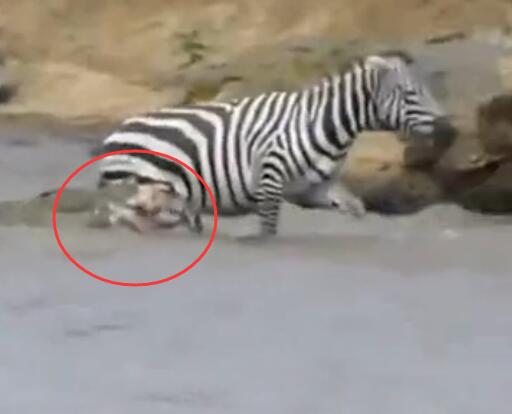 鳄鱼咬破蟒蛇的肚子,斑马被鳄鱼狠咬肚子后逃脱
