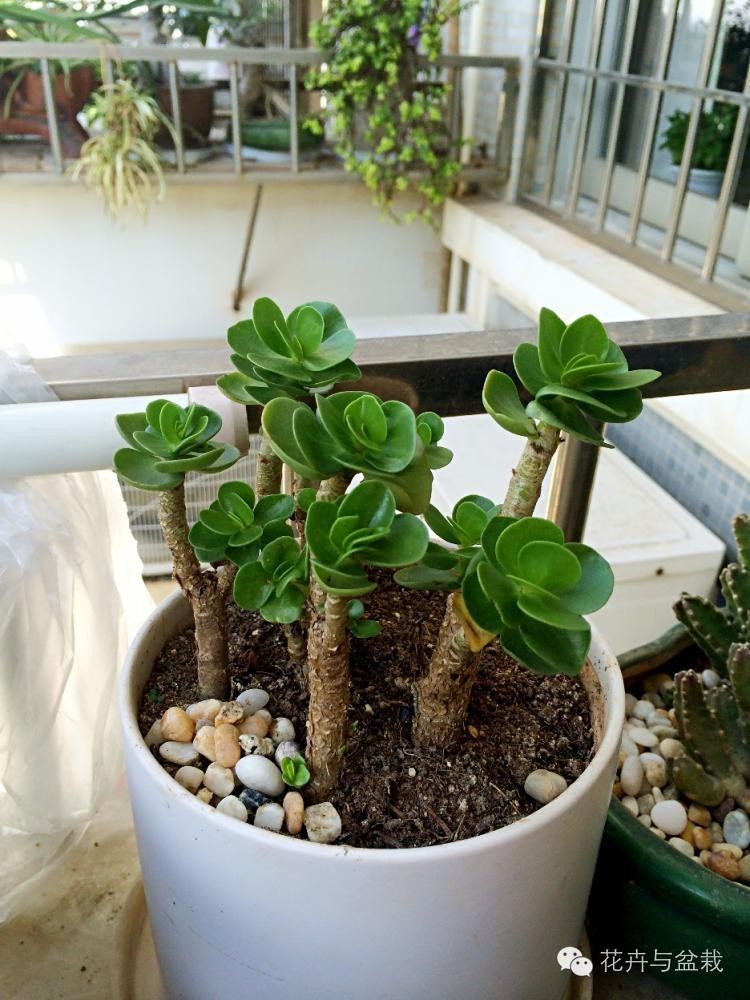 哪些植物吸收甲醛和防辐射,电脑旁边放什么植物防辐射最好