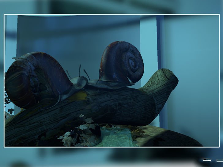 在家里怎么养蜗牛宠物,宠物蜗牛怎么养