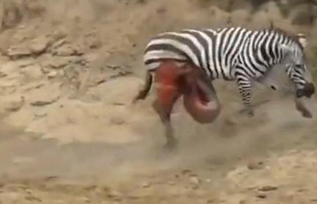 鳄鱼咬破蟒蛇的肚子,斑马被鳄鱼狠咬肚子后逃脱