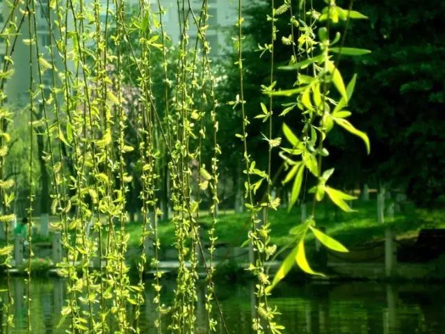 济南冬天景色最美的地方,济南的夏天最美的风景