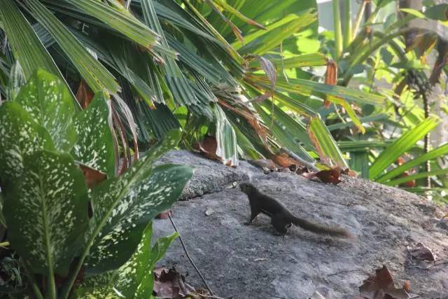 悦榕庄banyantree酒店,新加坡民丹岛酒店攻略