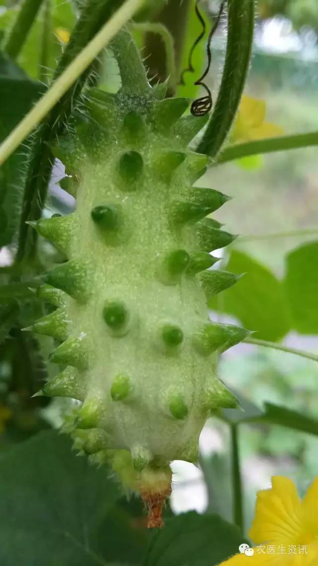 像榴莲一样身上长刺的水果,浑身都是刺的水果叫什么