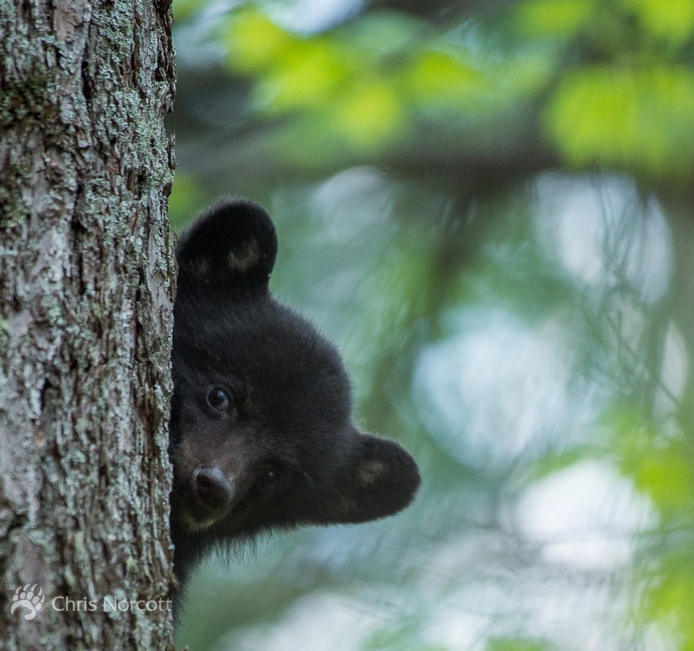 食物匮乏母豹抛弃幼崽,食物短缺被饿死的幼崽
