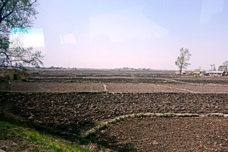 真正的五常大米有哪些,真正的五常大米香吗