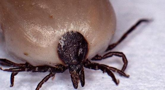 狗狗身上蜱虫该如何正确去除,狗狗蜱虫的最快处理方法