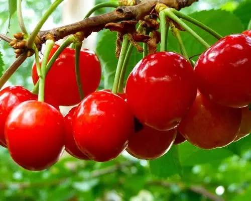 小孩子樱桃吃多了会不会中毒,小孩吃了5个樱桃籽有事吗