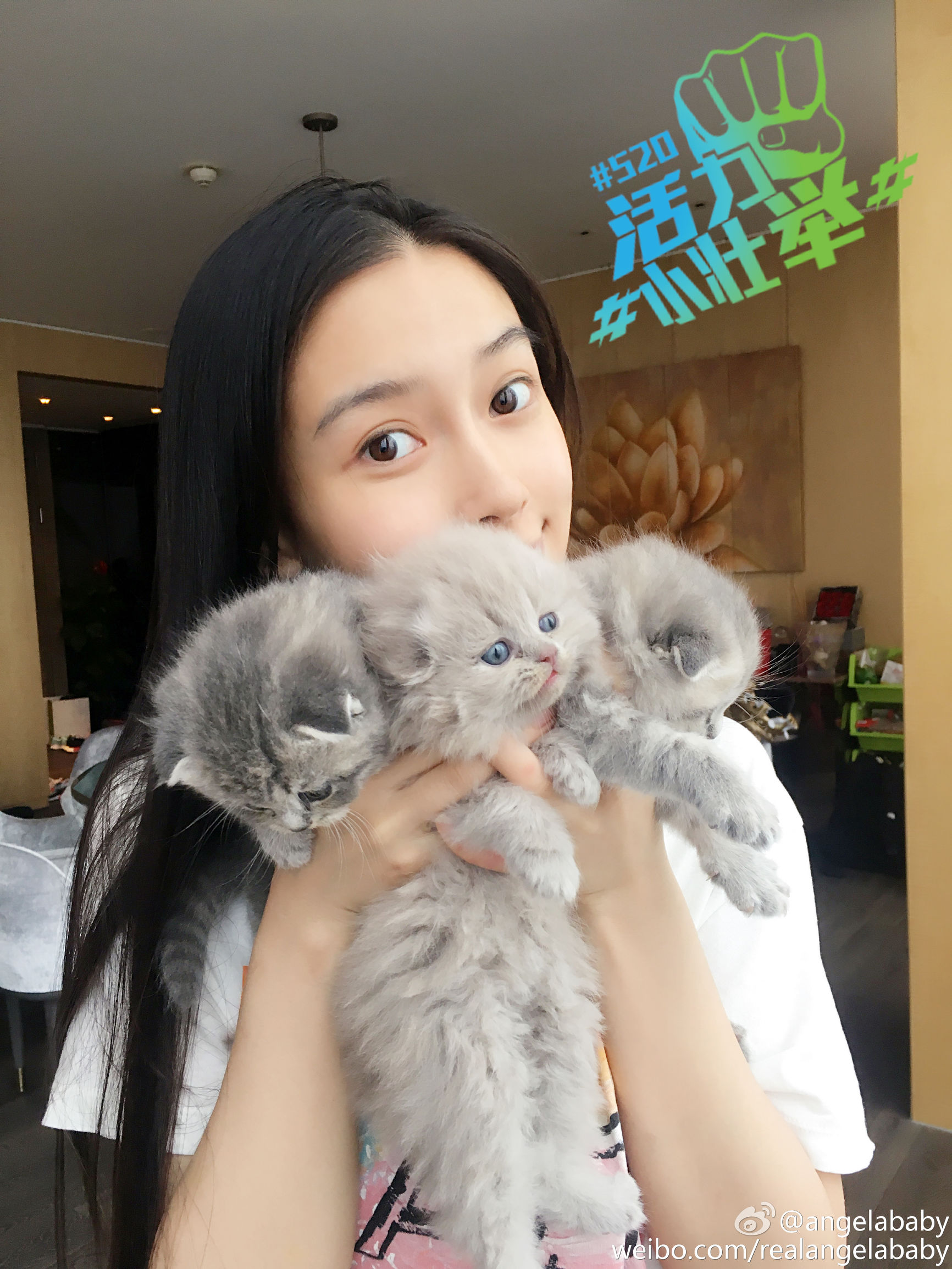 angelababy养折耳猫,angelababy养猫