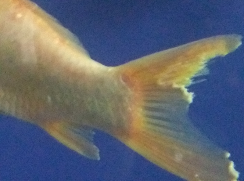 水质原因引起的锦鲤烂鳍烂尾,水质不好锦鲤失鳔