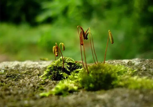 苔藓盆栽制作方法,苔藓植物盆栽制作