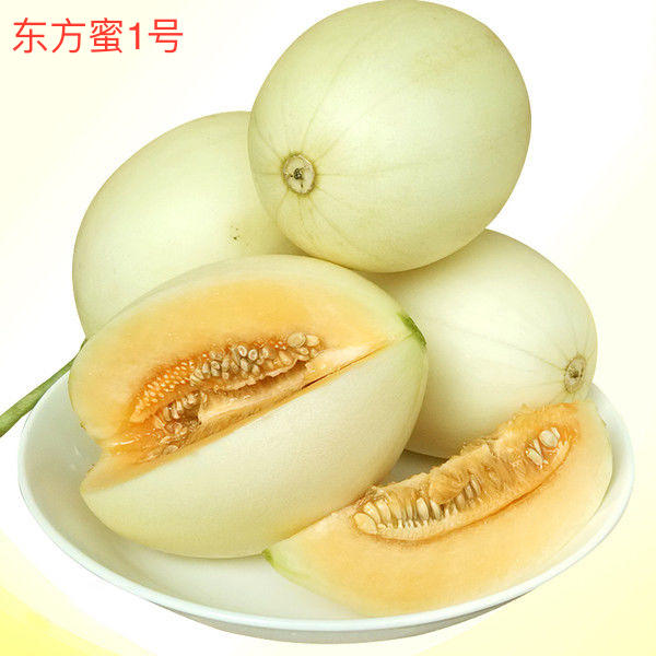 甜瓜品种类型介绍,甜瓜品种分布