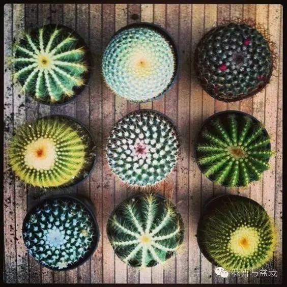 哪些植物吸收甲醛和防辐射,电脑旁边放什么植物防辐射最好