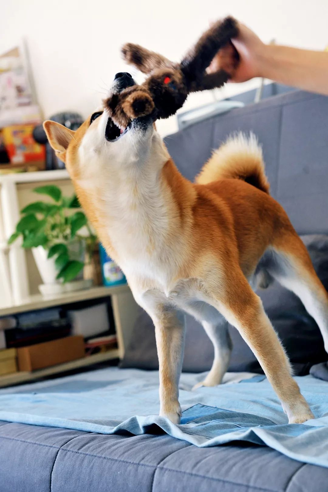 柴犬实测7款玩具：网络上的热门款玩具适合它玩耍吗？