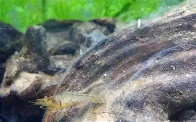 杜鹃根为什么会长菌膜,杜鹃根的菌膜会导致缺氧吗