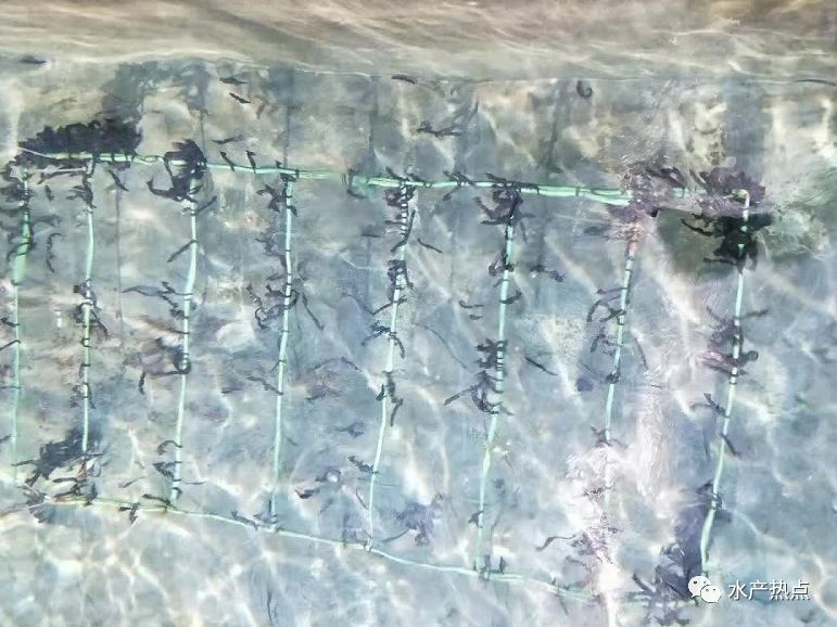 线纹海马什么品种好,线纹海马哪个品种好