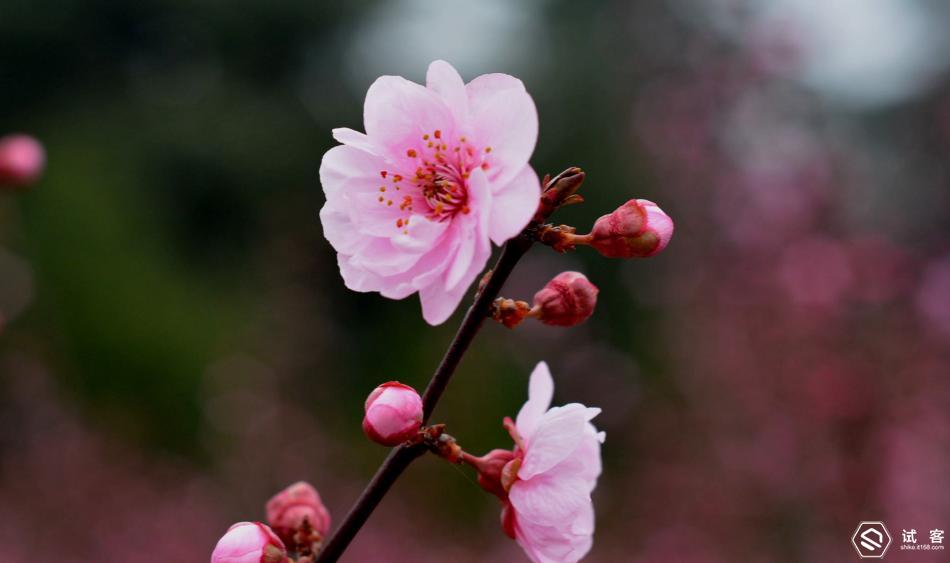 卓美超薄可调星光镜,卓美超薄偏光镜