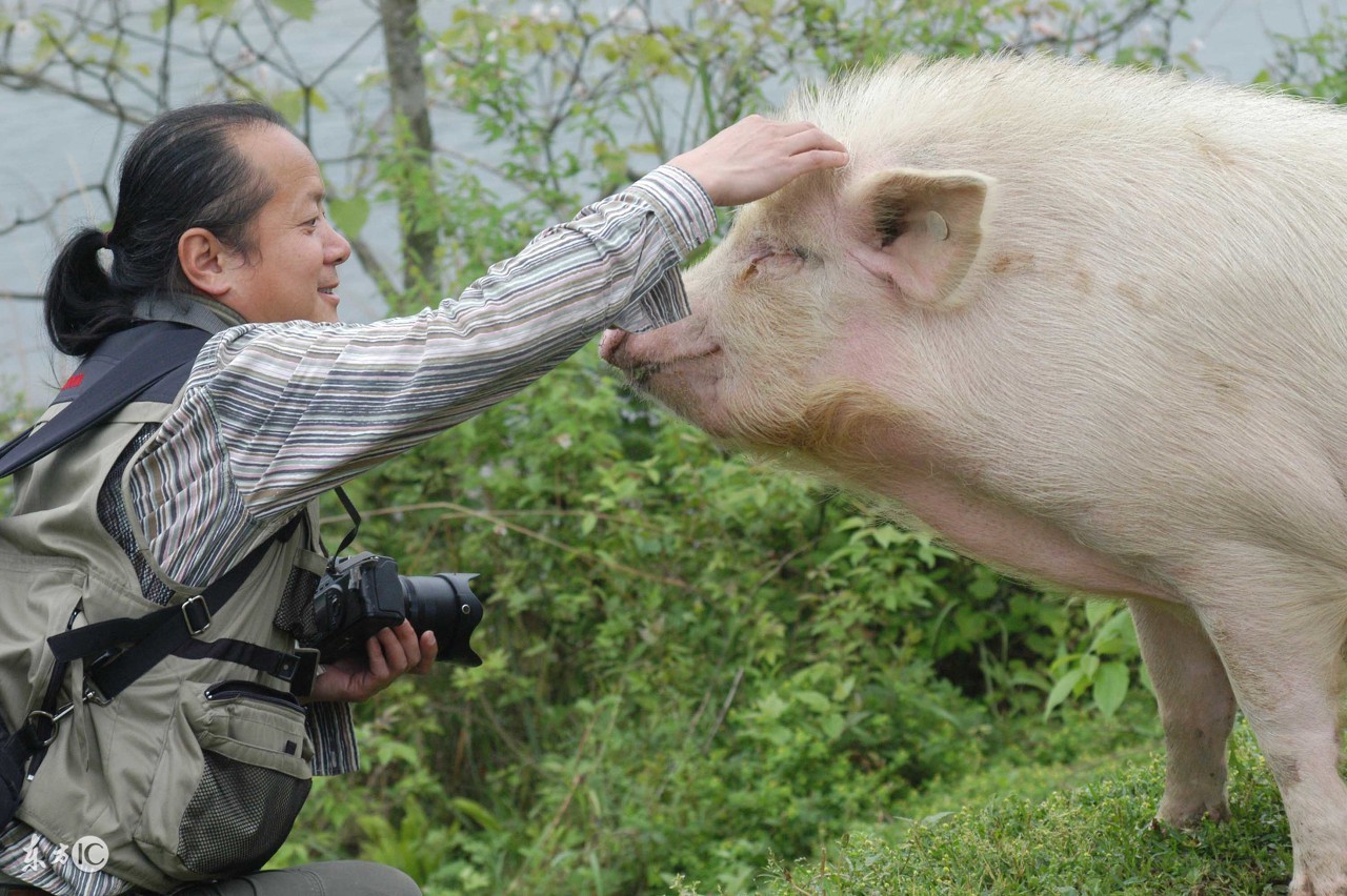 兽医怎么治犬发烧,老兽医小妙招