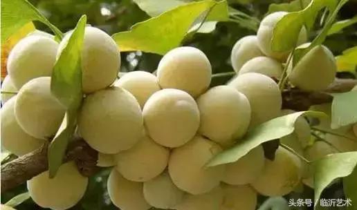 临沂景色有多美,临沂的独特风光