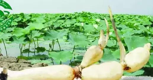 临沂景色有多美,临沂的独特风光