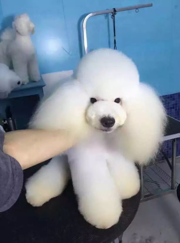 田丹最后一集画面,田丹最后什么结果