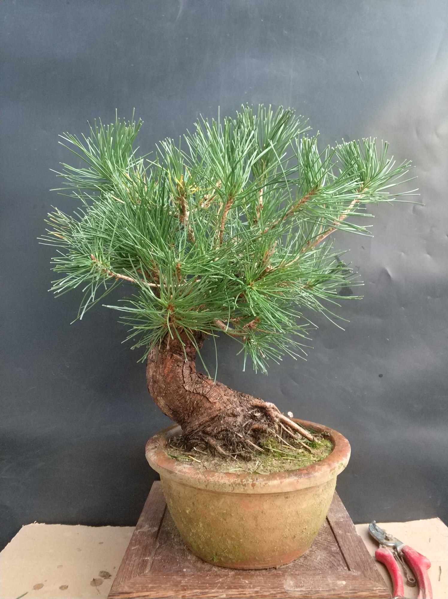 黑松小品好养吗 (小品黑松精品图片)