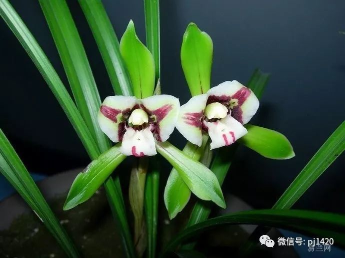 最名贵的兰花多少钱一棵,名贵的兰花多少钱一株