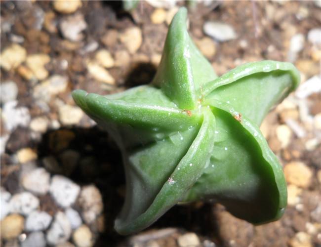 划划手机养养眼，让多肉美拍缓解你的疲劳，静下来明天再出发！