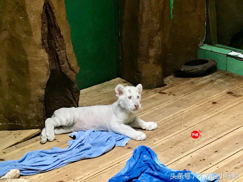 长隆野生动物园3天2晚亲子游,广州长隆野生动物园亲子游攻略