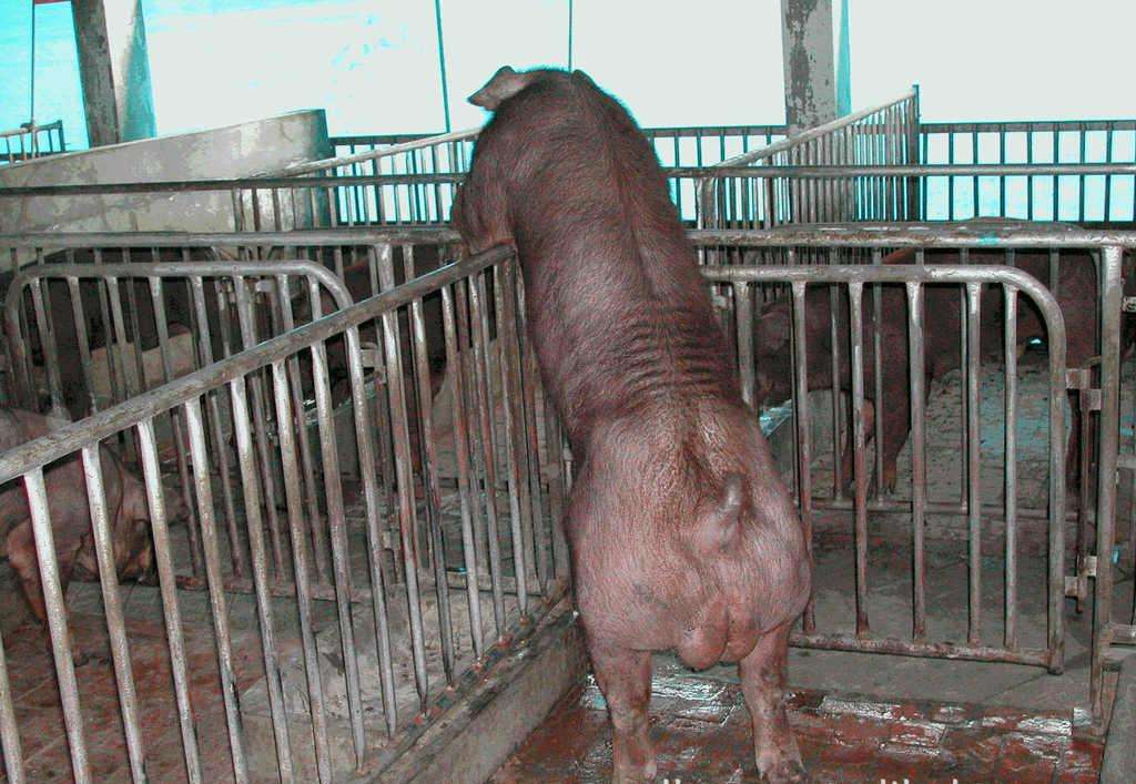 猪得了口蹄疫怎么治,猪得了口蹄疫应该怎么防御