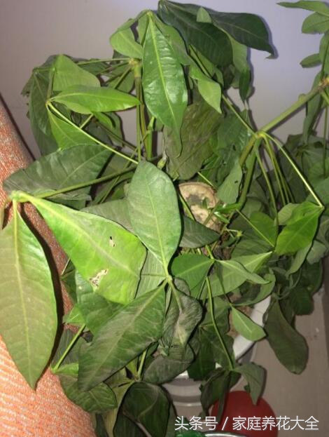 冬季大绿萝快死了如何补救,绿萝冻死死了要怎么救活