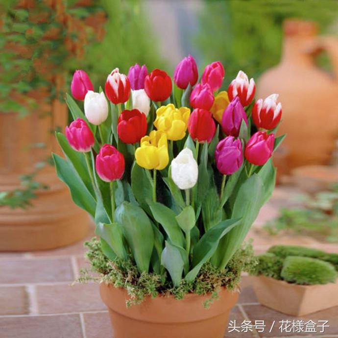 荷兰国花郁金香价格表,荷兰国花郁金香的故事