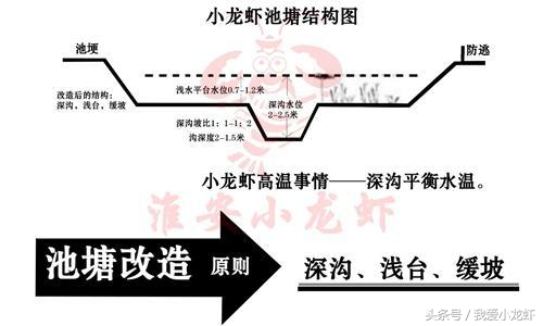 养虾的基本知识要怎么养,养虾的全过程基本知识