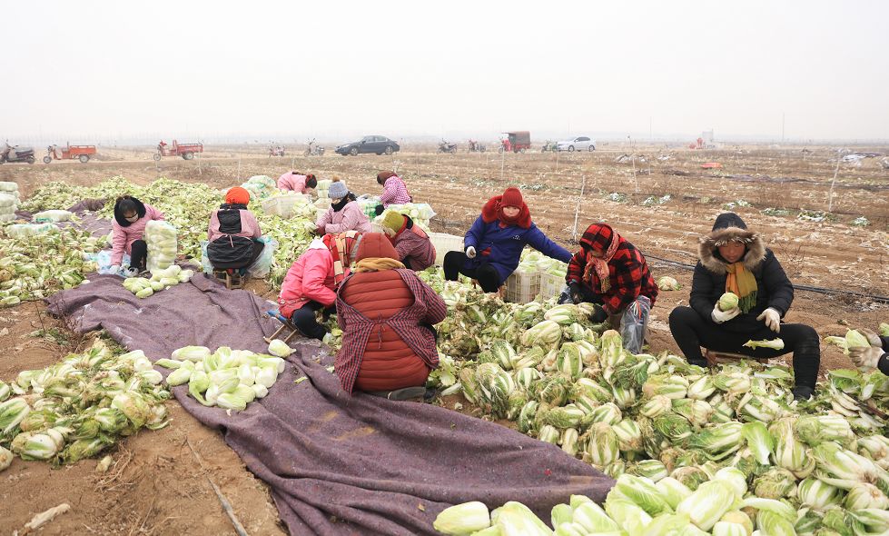 美菜在行动｜郑州美菜订单15000斤娃娃菜，现已发车！