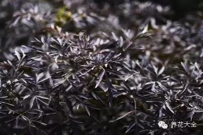 自然界中仅有的八种黑色的花,23种黑色花图片