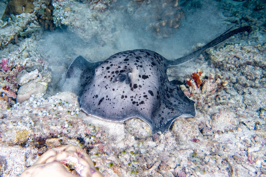 魟鱼好养,养魟鱼