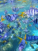 帕劳最新政策消息,帕劳现在怎么样了