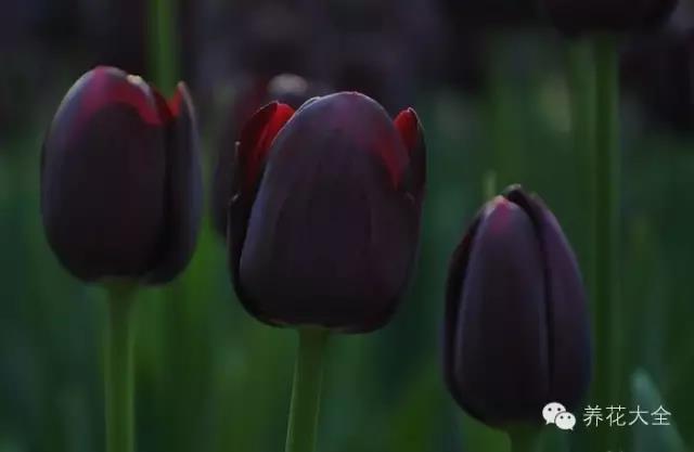 自然界中仅有的八种黑色的花,23种黑色花图片