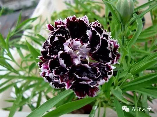 自然界中仅有的八种黑色的花,23种黑色花图片