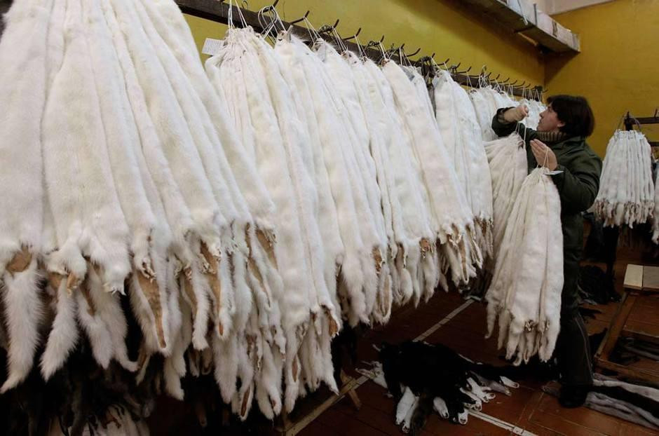 皮草的残酷真相,奢华背后的残忍皮草