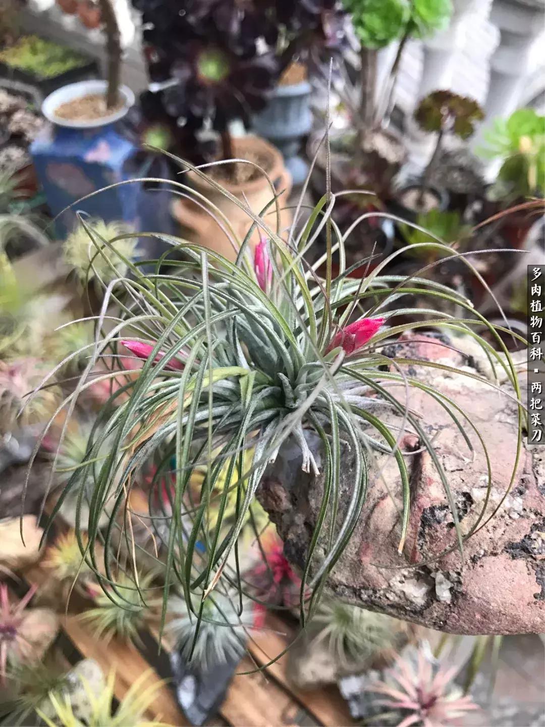 空气凤梨鸡毛掸夏天怎么养护,空气凤梨烂根切除了怎么养护