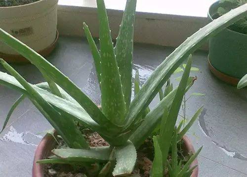 房间放一盆芦荟什么好处,家里养了芦荟可以做什么