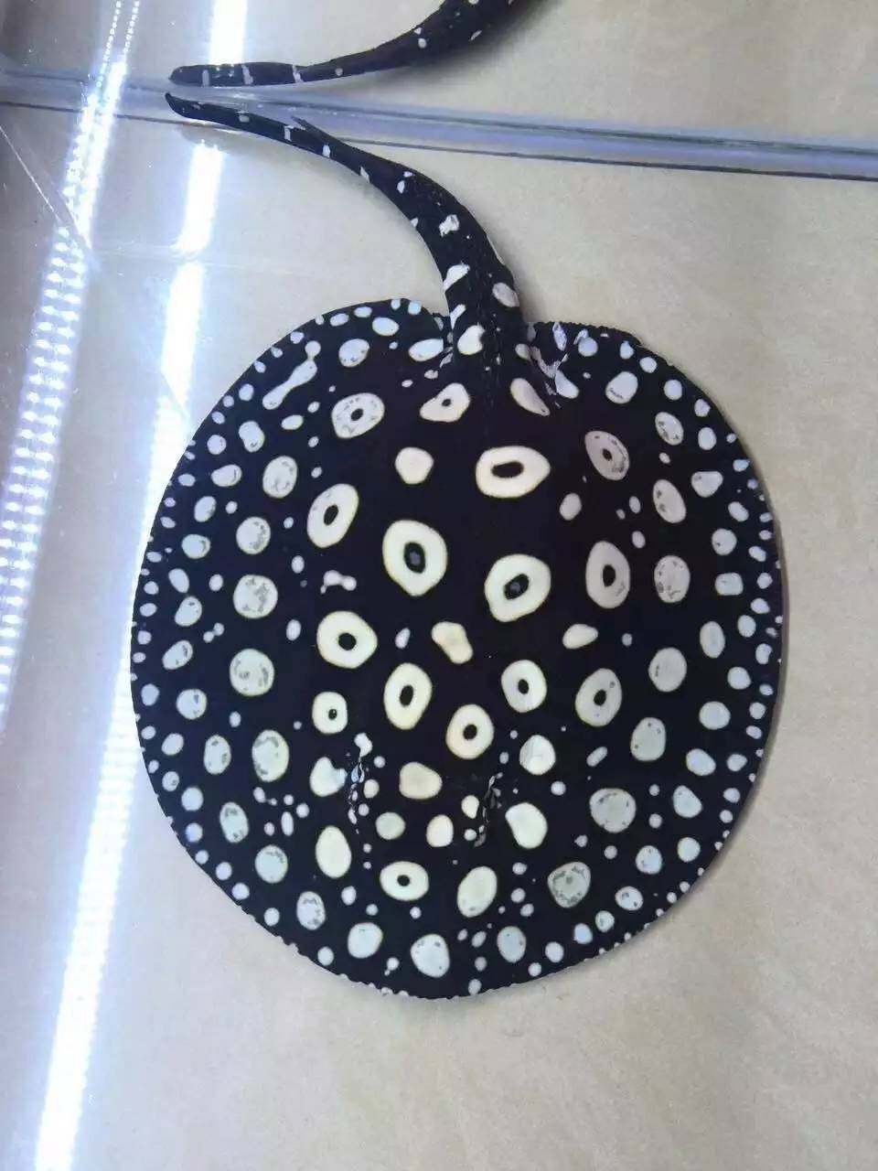 观赏鱼缸养鱼小知识,饲养魟鱼小技巧